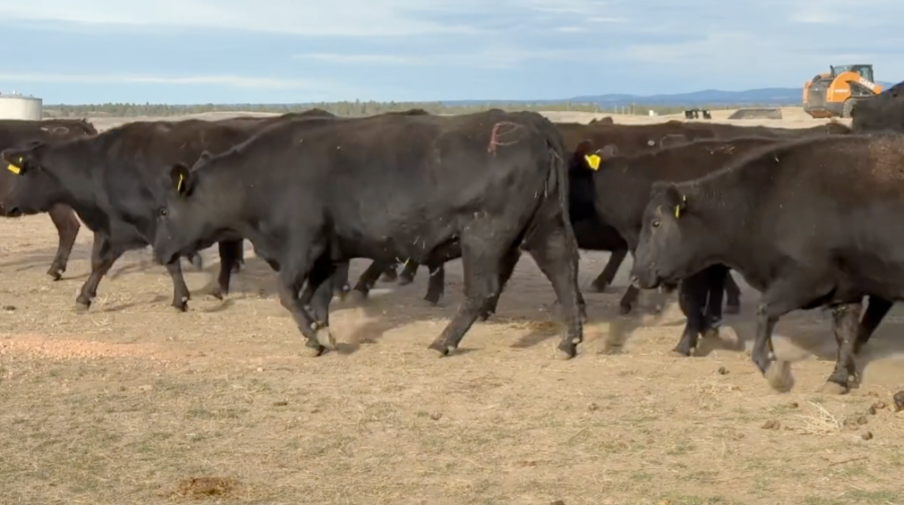 If you’re after a group of cows that plain know how to work, these ladies fit the bill.-BC1202E5